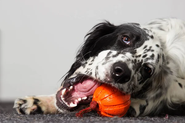 Собака гризе іграшковий м'яч — стокове фото