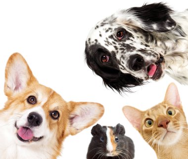 Köpek ve kedi ve eskiden şiling şimdi domuz 