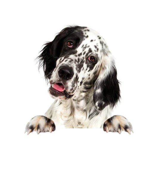 Engelse setter hond gluren — Stockfoto