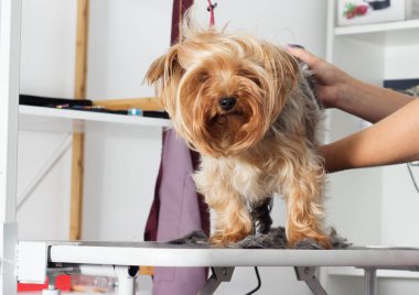 Yorkshire terrier köpek damat bir salonda bir saç modeli üzerinde