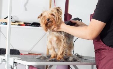 Yorkshire terrier köpek damat bir salonda bir saç modeli üzerinde