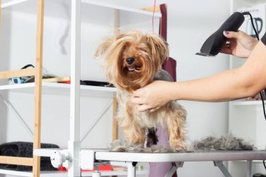 Yorkshire terrier köpek damat bir salonda bir saç modeli üzerinde