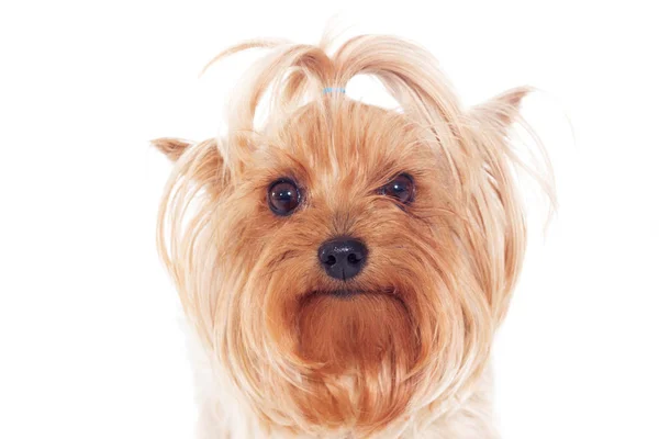 Yorkshire terrier kutya nézett fehér háttér portréja — Stock Fotó