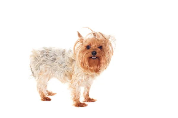 Yorkshire terrier hund tittar på vit bakgrund — Stockfoto