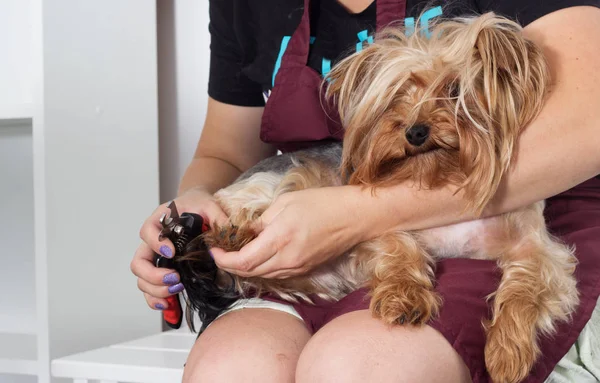 Yorkshire terrier perro en un corte de pelo garras — Foto de Stock