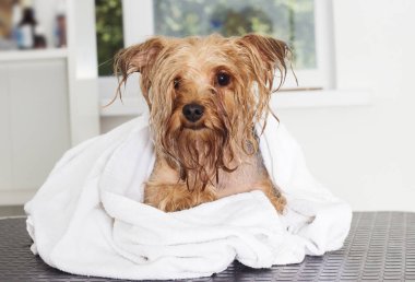 Bir havlu ıslak yorkshire terrier köpek