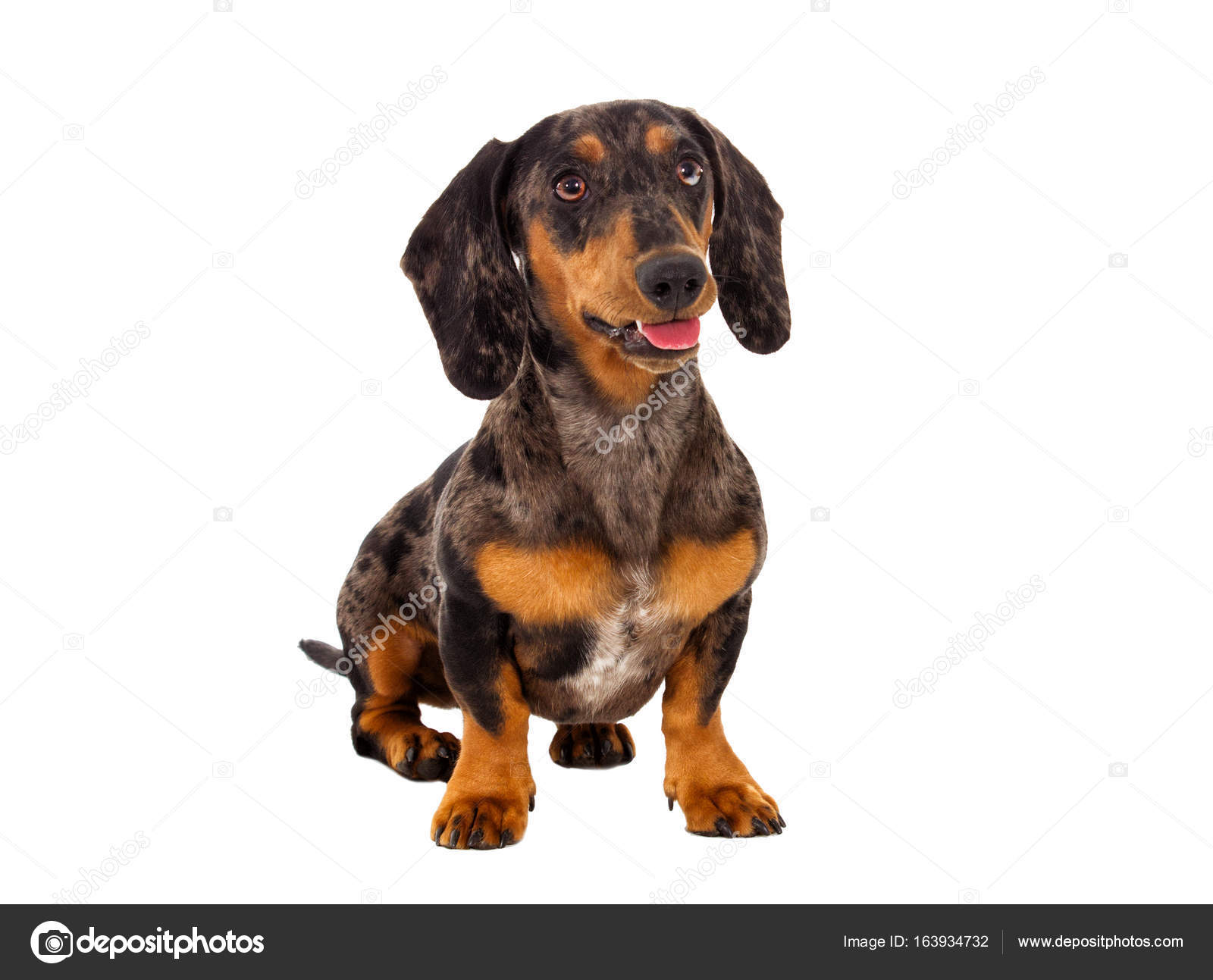 Cane Bassotto Di Un Colore Di Marmo Sembra Su Una Priorità Bassa
