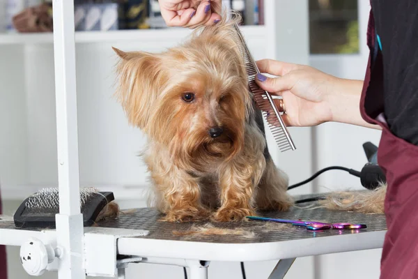 Jorkšírský teriér pes na účes do péče salon — Stock fotografie