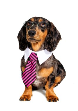 Dachshund Köpek bir kravat ve gözlük