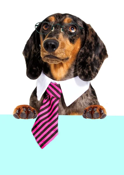 Pies jamnik w krawat i okulary ćwierkania na zewnątrz — Zdjęcie stockowe