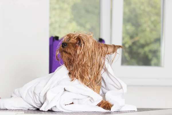 Natte hond in een handdoek — Stockfoto