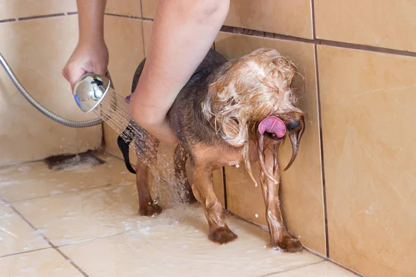 Yorkshire Terrier cão tomando um banho no chuveiro — Fotografia de Stock