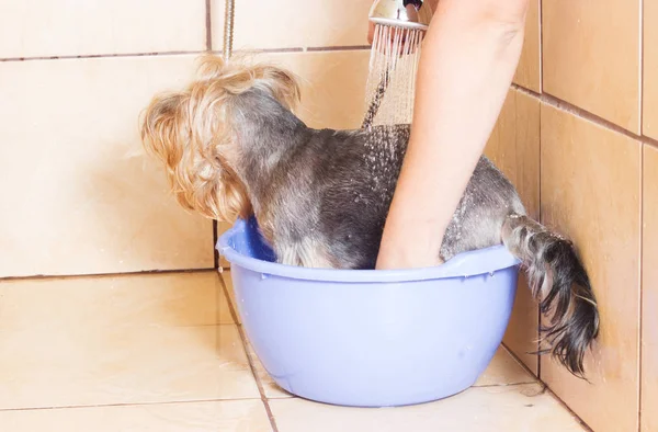 Yorkshire Terrier dog taking a bath in the shower — Stock Photo, Image