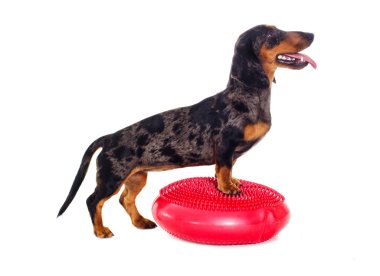 Köpek fitness spor aletleri üzerinde çalışmaktadır