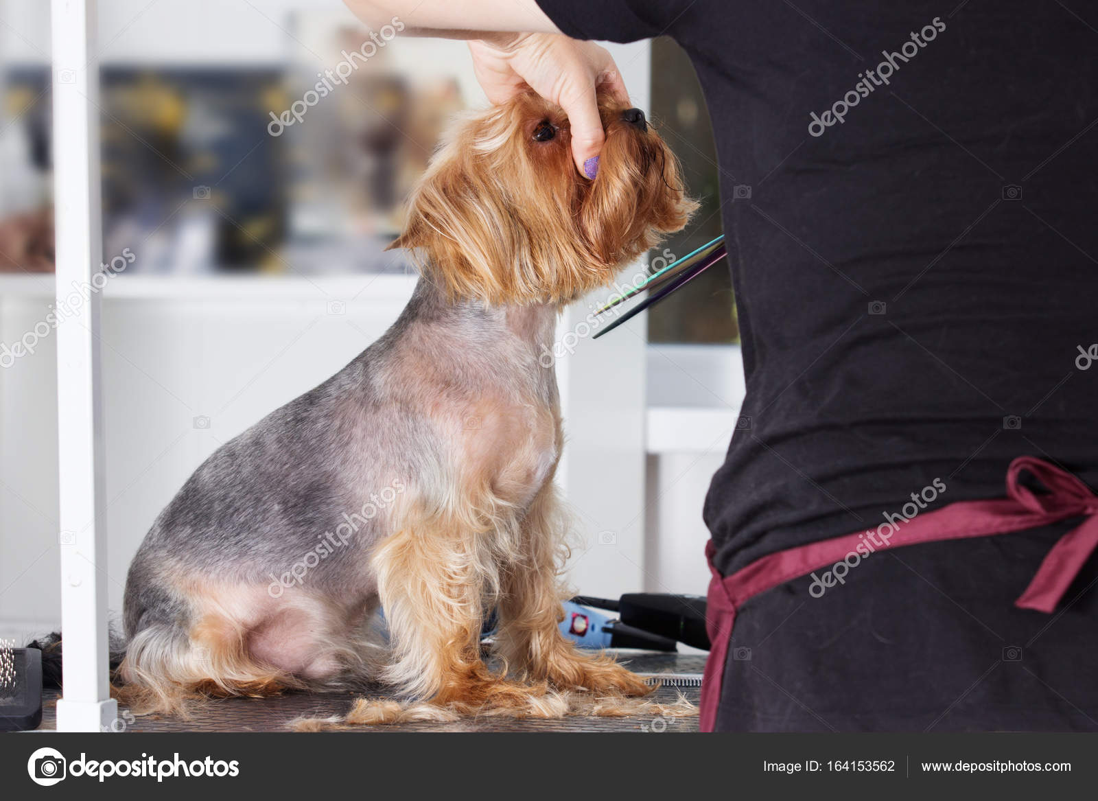 Images Yorkie Dog Hairstyles Yorkshire Terrier Dog On A