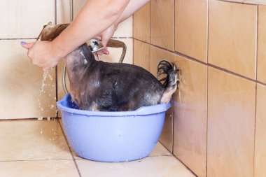 Yorkshire Terrier köpek duş banyo