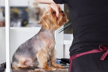 Yorkshire terrier köpek damat bir salonda bir saç modeli üzerinde