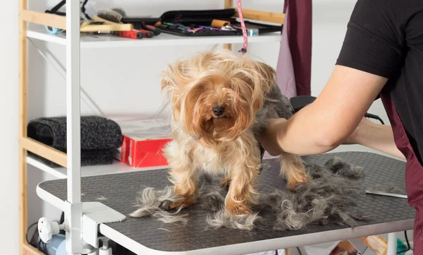 Yorkshire terrier perro en un peinado en un salón de aseo — Foto de Stock