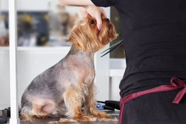 Yorkshire terrier hond op een kapsel in een grooming salon — Stockfoto