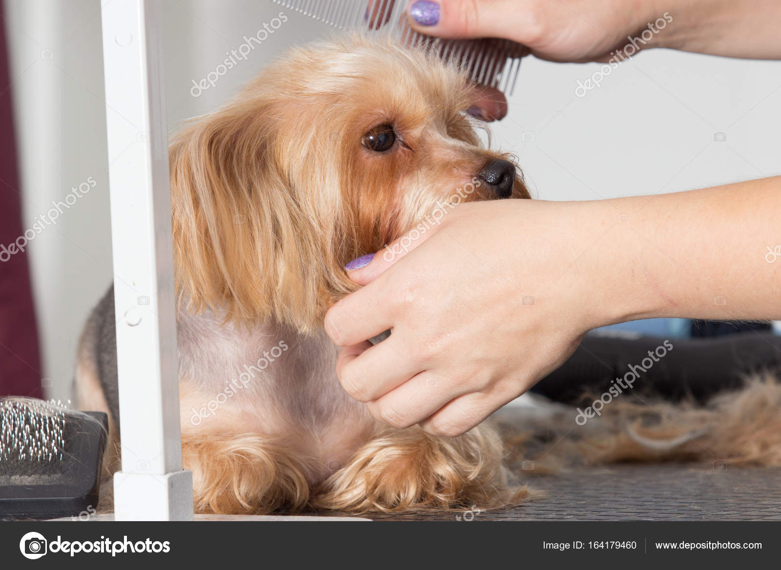 Yorkshire Terrier Hairstyle Yorkshire Terrier Dog On A