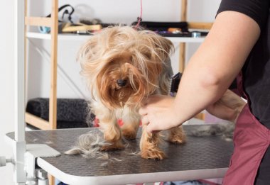Yorkshire terrier köpek damat bir salonda bir saç modeli üzerinde