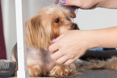 Yorkshire terrier köpek damat bir salonda bir saç modeli üzerinde