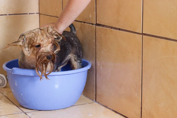 Yorkshire Terrier köpek duş banyo
