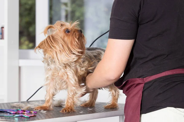 Chien sur une coiffure dans un salon de toilettage — Photo