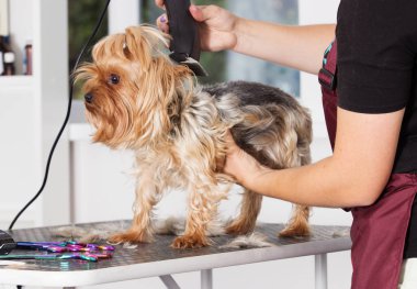 Yorkshire terrier köpek damat bir salonda bir saç modeli üzerinde