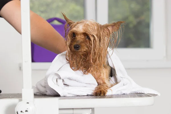 Perro mojado en una toalla — Foto de Stock