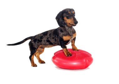 Köpek fitness spor aletleri üzerinde çalışmaktadır