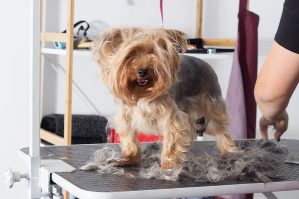 Yorkshire terrier grooming az — Stock Fotó
