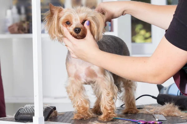 Damat için Yorkshire korkunç