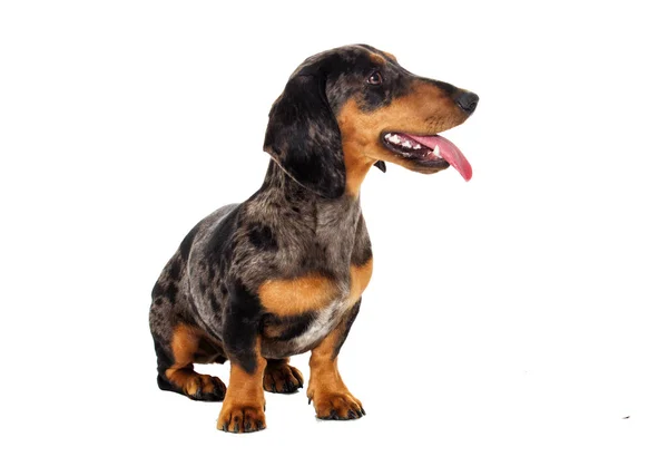 Dachshund chien regardant dans le côté sur un fond blanc — Photo