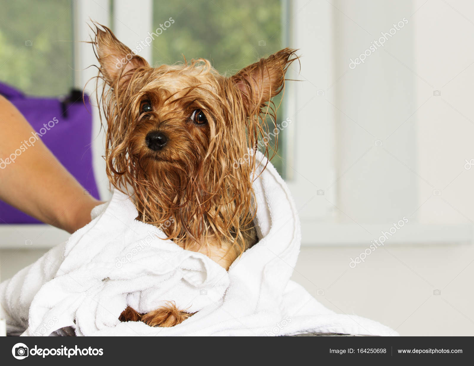 Wet terrier clearance