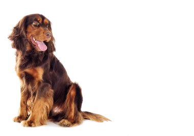 Spaniel beyaz arka plan üzerinde görünüyor