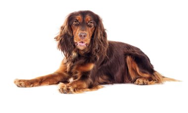 Cocker spaniel dog yalan söylüyor ve bakıyor