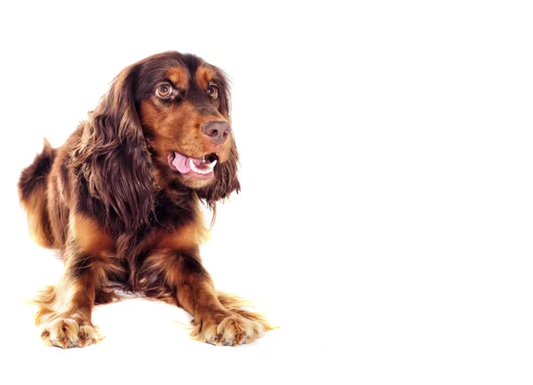 Cocker Spaniel Hund Lügt Und Sieht — Stockfoto