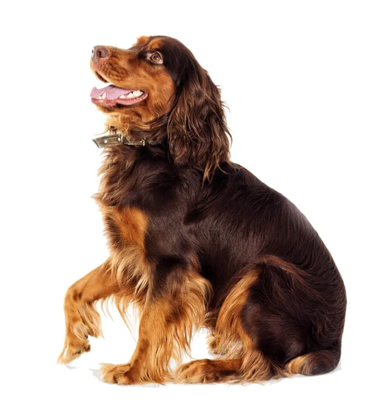 Cocker Spaniel Guarda Lateralmente — Foto Stock