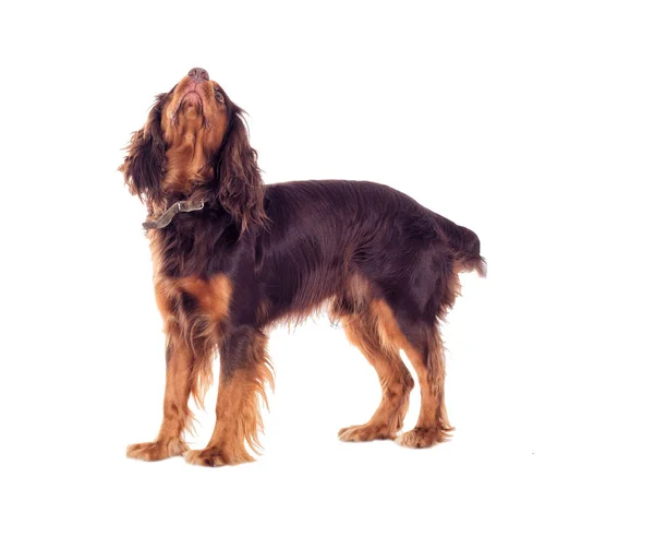 Cockerspaniel Schaut Auf — Stockfoto