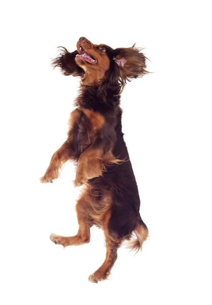 Cockerspaniel Fliegt Auf — Stockfoto