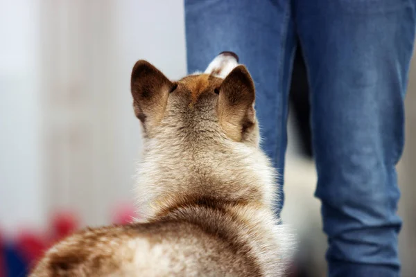 Huskyhunde im Training — Stockfoto