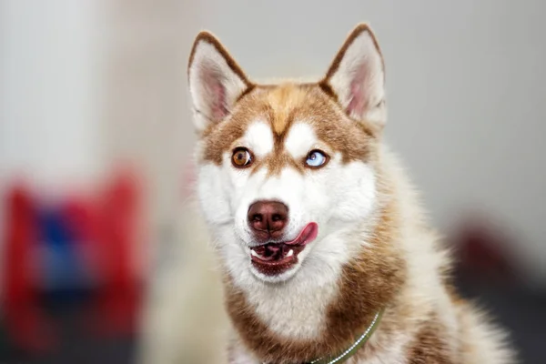 Rolig munkorg husky hunden — Stockfoto