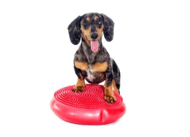 Köpek fitness spor aletleri üzerinde çalışmaktadır