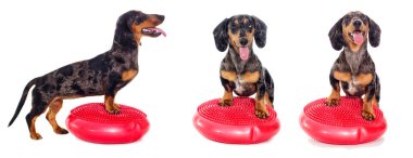 Köpek fitness spor aletleri üzerinde çalışmaktadır