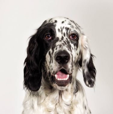 portre setter köpek arıyorum