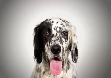 portre setter köpek arıyorum