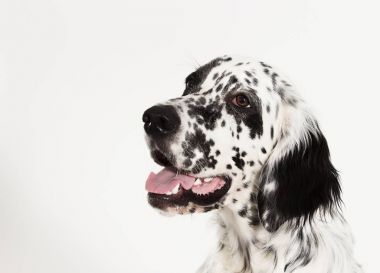 portre köpek arıyorum