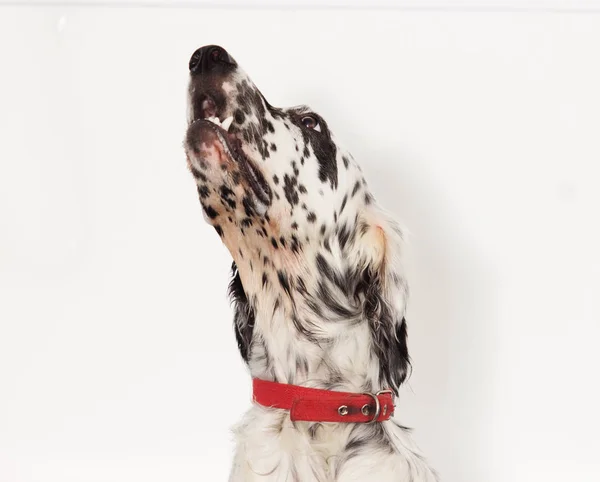 Portret setter dog patrząc w górę — Zdjęcie stockowe