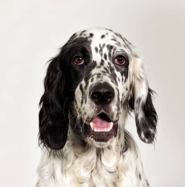 portre setter köpek arıyorum